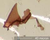 Insect Body Fragment
