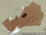 Insect Body Fragment