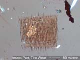Insect Part