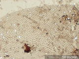 Insect Wing