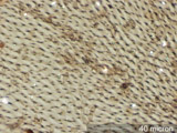 Insect Wing