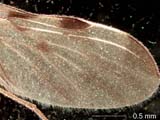 Insect Wing