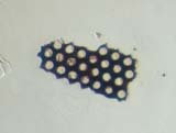 Fragment of Insect Eye