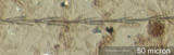 Insect Hair