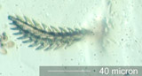 Insect Hair