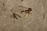 Insects
