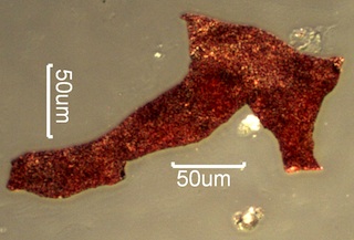 Iron Mill Scale Under the Microscope