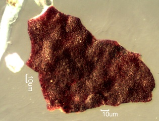 Iron Mill Scale Under the Microscope