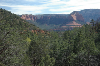 Arizona Forest