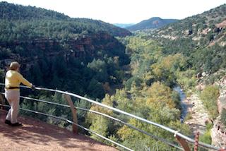 Arizona Forest