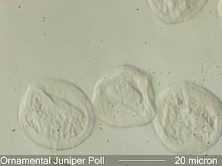 Juniper (Juniperus sp.) Pollen under the Microscope