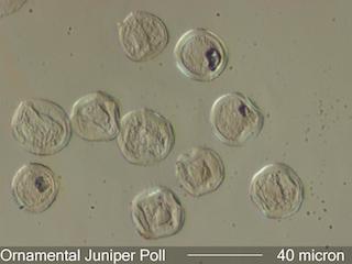 Juniper (Juniperus sp.) Pollen under the Microscope