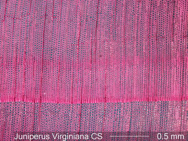 Juniperus Virginiana, Cross-Section