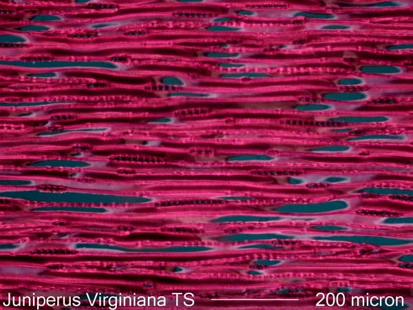 Juniperus Virginiana, Tangential-Section