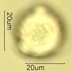 Knapweed Pollen