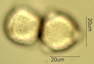 Knapweed Pollen