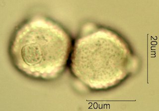 Knapweed Pollen