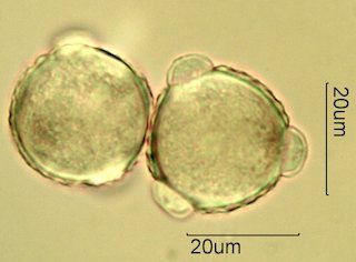 Knapweed Pollen