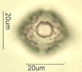 Knapweed Pollen