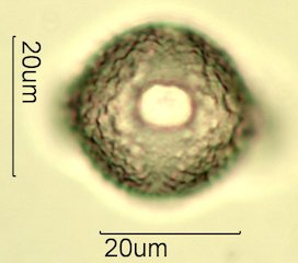 Knapweed Pollen