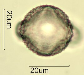 Knapweed Pollen