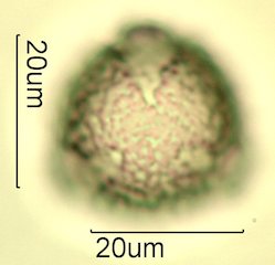 Knapweed Pollen