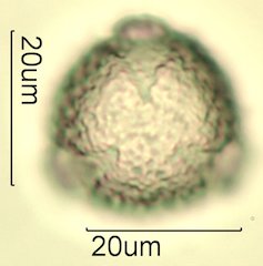Knapweed Pollen