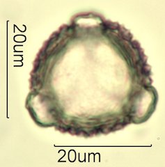 Knapweed Pollen