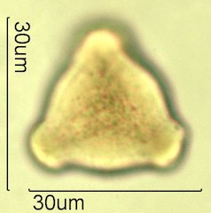 Washington State Honey Pollen Under the Microscope