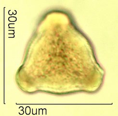 Washington State Honey Pollen Under the Microscope