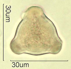 Washington State Honey Pollen Under the Microscope