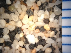 Kona Reef Beach Sand, Hawaii (Big Island), Hawaii