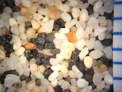 Kona Reef Beach Sand, Hawaii (Big Island), Hawaii