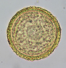 Cedar Pollen from Korean Honey