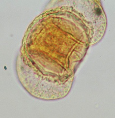Pine Pollen from Korean Honey