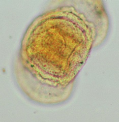 Pine Pollen from Korean Honey
