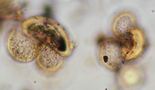 Pine Pollen from Korean Honey