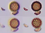 Pollen