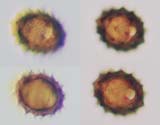 Pollen