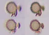 Pollen
