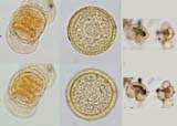 Pollen