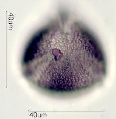 Kou Pollen