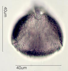 Kou Pollen
