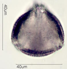Kou Pollen