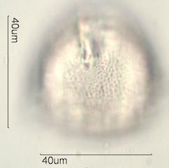 Kou Pollen