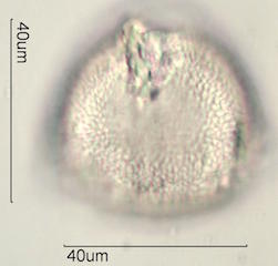 Kou Pollen