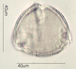 Kou Pollen