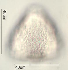 Kou Pollen
