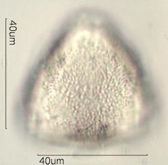 Kou Pollen