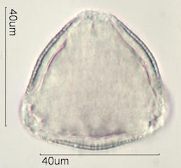Kou Pollen